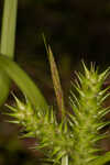 False hop sedge